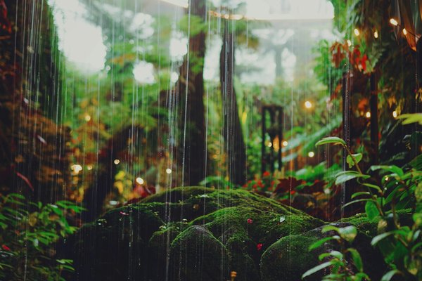 Quels sont les conseils pour camper en sécurité dans les régions de forêts de conifères?