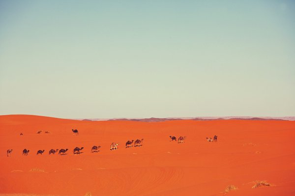 Où trouver les meilleurs sentiers pour une randonnée à dos de chameau dans le désert du Sahara?